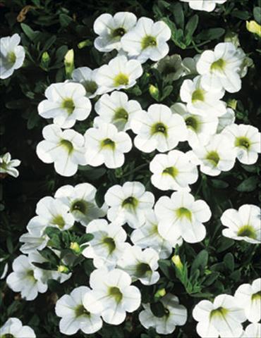 Photos von Blumenvarianten benutzt als: Ampel/Topf Calibrachoa MiniFamous® White