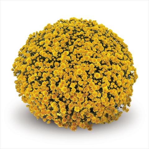 Photos von Blumenvarianten benutzt als: Ampel/Topf Chrysanthemum Nestoro Gold
