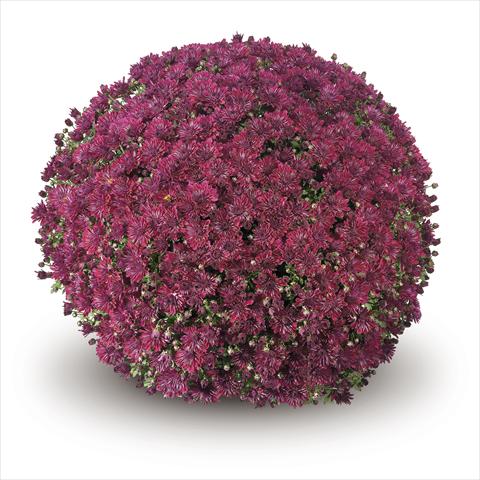 Photos von Blumenvarianten benutzt als: Ampel/Topf Chrysanthemum Passarello Purple
