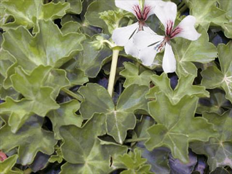 Photos von Blumenvarianten benutzt als: Ampel/Topf Pelargonium peltatum Decora Glacier White®
