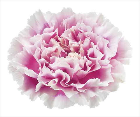Photos von Blumenvarianten benutzt als: Schnittblume Dianthus caryophyllus Circeo