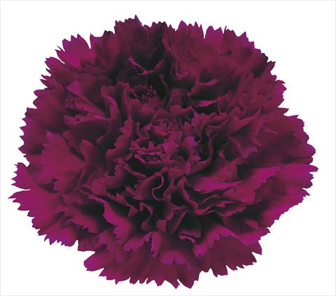 photo of flower to be used as: Cutflower Dianthus caryophyllus Dustin