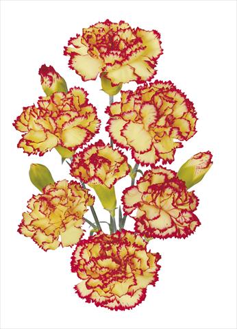 Photos von Blumenvarianten benutzt als: Schnittblume Dianthus caryophyllus Erg