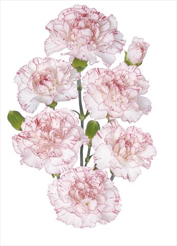 Photos von Blumenvarianten benutzt als: Schnittblume Dianthus caryophyllus Fantasy Pepermint