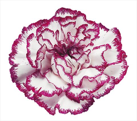 Photos von Blumenvarianten benutzt als: Schnittblume Dianthus caryophyllus Olympia