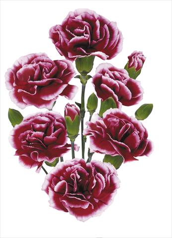 Photos von Blumenvarianten benutzt als: Schnittblume Dianthus caryophyllus Raspberry Ripple
