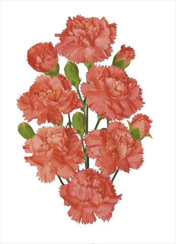 Photos von Blumenvarianten benutzt als: Schnittblume Dianthus caryophyllus Romany