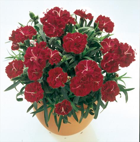 Photos von Blumenvarianten benutzt als: Ampel/Topf Dianthus caryophyllus SuperTrouper® Burgundy