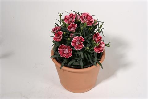 Photos von Blumenvarianten benutzt als: Ampel/Topf Dianthus caryophyllus SuperTrouper® Dorie