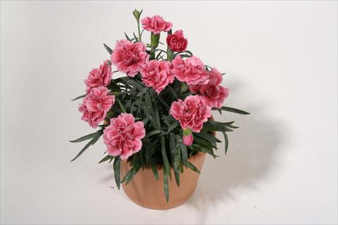Photos von Blumenvarianten benutzt als: Ampel/Topf Dianthus caryophyllus SuperTrouper® Elise