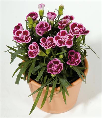 Photos von Blumenvarianten benutzt als: Ampel/Topf Dianthus caryophyllus SuperTrouper® Frodo