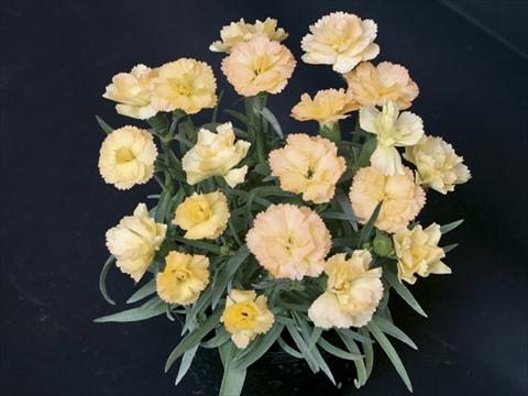 Photos von Blumenvarianten benutzt als: Ampel/Topf Dianthus caryophyllus SuperTrouper® Luna