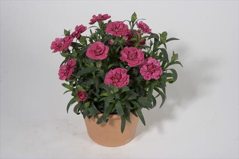 Photos von Blumenvarianten benutzt als: Ampel/Topf Dianthus caryophyllus SuperTrouper® Oscar