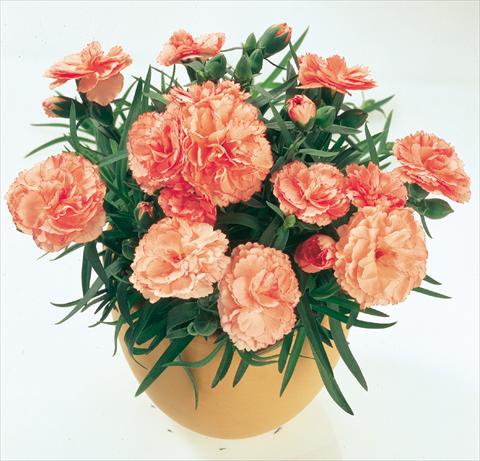 Photos von Blumenvarianten benutzt als: Ampel/Topf Dianthus caryophyllus SuperTrouper® Peach