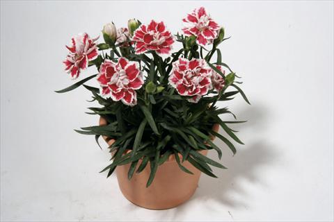 Photos von Blumenvarianten benutzt als: Ampel/Topf Dianthus caryophyllus SuperTrouper® Sam