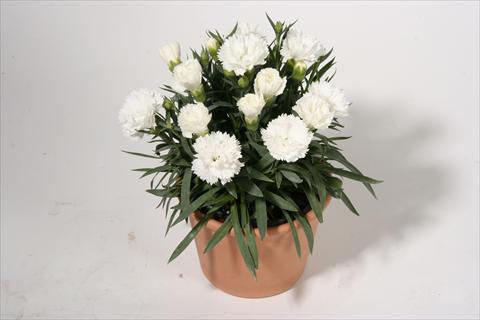Photos von Blumenvarianten benutzt als: Ampel/Topf Dianthus caryophyllus SuperTrouper® Sinah