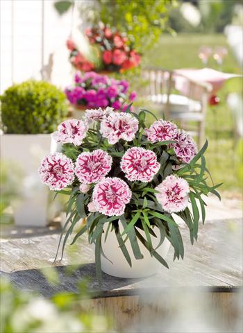 Photos von Blumenvarianten benutzt als: Ampel/Topf Dianthus caryophyllus SuperTrouper® Sissy