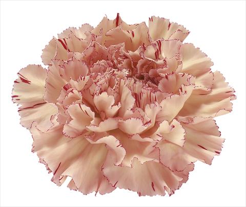 Photos von Blumenvarianten benutzt als: Schnittblume Dianthus caryophyllus Viper Wine