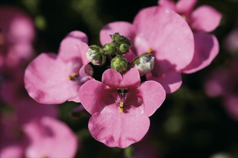 Photos von Blumenvarianten benutzt als: Beet- / Rabattenpflanze Diascia Piccadilly Hot Pink
