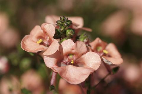 Photos von Blumenvarianten benutzt als: Beet- / Rabattenpflanze Diascia Piccadilly Salmon