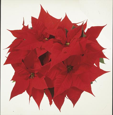 Photos von Blumenvarianten benutzt als: Ampel/Topf Poinsettia - Euphorbia pulcherrima Christmas Carol sel®