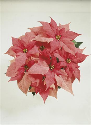 Photos von Blumenvarianten benutzt als: Ampel/Topf Poinsettia - Euphorbia pulcherrima Christmas Carol sel® Pink Evol.