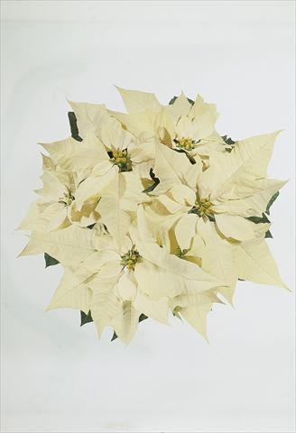 Photos von Blumenvarianten benutzt als: Ampel/Topf Poinsettia - Euphorbia pulcherrima Christmas Carol sel® White