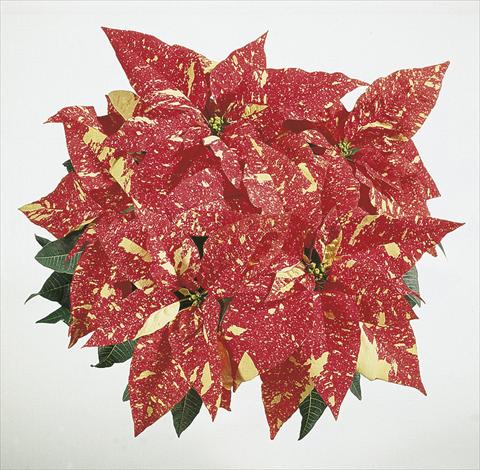 Photos von Blumenvarianten benutzt als: Ampel/Topf Poinsettia - Euphorbia pulcherrima Christmas Dream sel® Fantasy