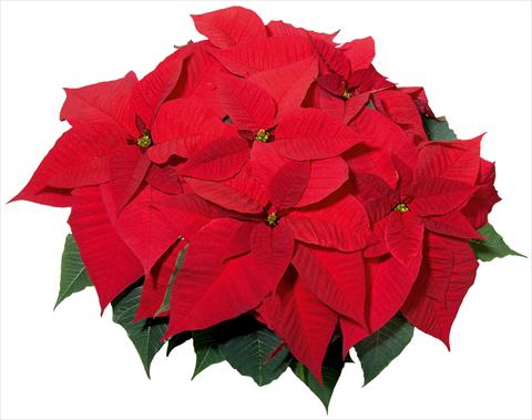 Photos von Blumenvarianten benutzt als: Ampel/Topf Poinsettia - Euphorbia pulcherrima Christmas Feelings® sel®