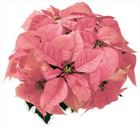 Photos von Blumenvarianten benutzt als: Ampel/Topf Poinsettia - Euphorbia pulcherrima Christmas Feelings® sel® Pink