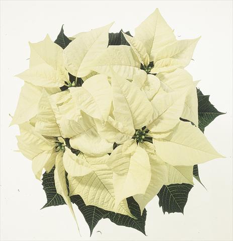 Photos von Blumenvarianten benutzt als: Ampel/Topf Poinsettia - Euphorbia pulcherrima Christmas Feelings® sel® White