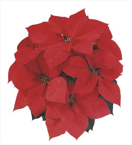Photos von Blumenvarianten benutzt als: Ampel/Topf Poinsettia - Euphorbia pulcherrima Christmas Spirit®