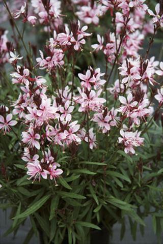 Photos von Blumenvarianten benutzt als: Beet- / Rabattenpflanze Gaura lindheimeri Belleza Early Pink