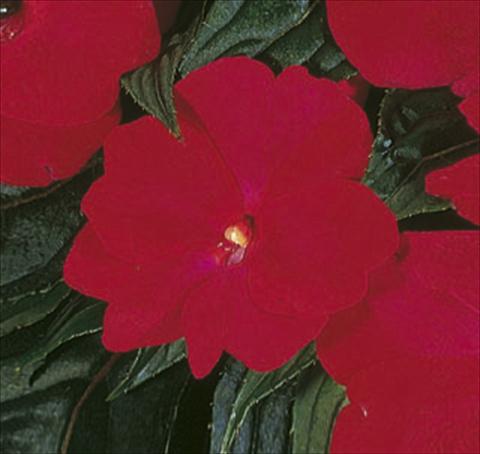 Photos von Blumenvarianten benutzt als: Ampel/Topf Impatiens N. Guinea ColorPower® Deep Red