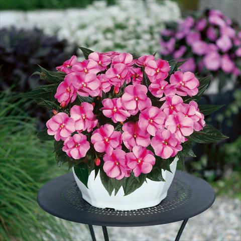 Photos von Blumenvarianten benutzt als: Ampel/Topf Impatiens N. Guinea ColorPower® Lavender Flame