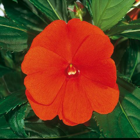 Photos von Blumenvarianten benutzt als: Ampel/Topf Impatiens N. Guinea ColorPower® Orange Red