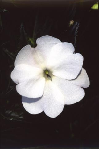 Photos von Blumenvarianten benutzt als: Ampel/Topf Impatiens N. Guinea ColorPower® Perfect White