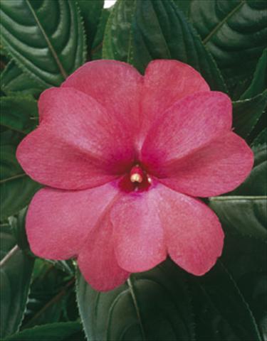 Photos von Blumenvarianten benutzt als: Ampel/Topf Impatiens N. Guinea ColorPower® Rose