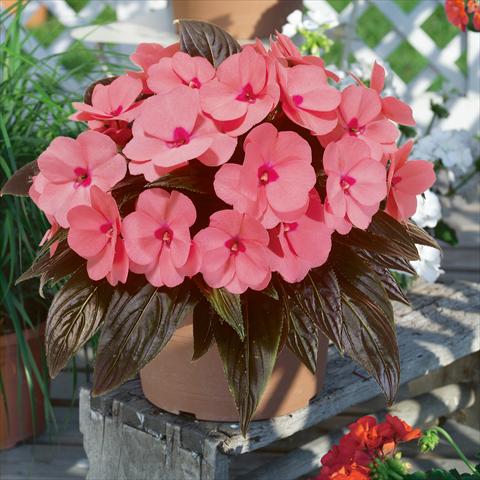 Photos von Blumenvarianten benutzt als: Ampel/Topf Impatiens N. Guinea ColorPower® Salmon Pink
