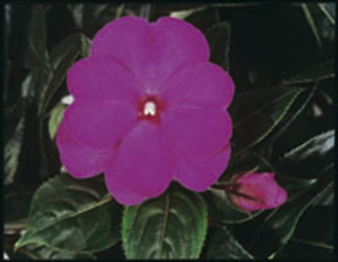 Photos von Blumenvarianten benutzt als: Ampel/Topf Impatiens N. Guinea ColorPower® Violet