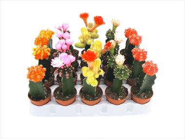Photos von Blumenvarianten benutzt als: Topf Cactus Gymnocalycium colorati