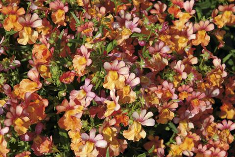 Photos von Blumenvarianten benutzt als: Beet- / Rabattenpflanze Nemesia Papagena Coral