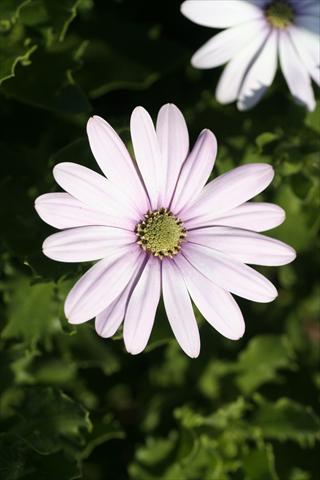 Photos von Blumenvarianten benutzt als: Ampel/Topf Osteospermum FlowerPower® sel® Cream Pink