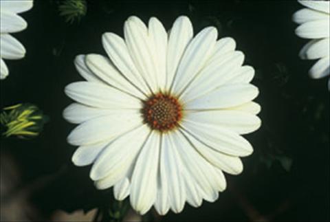 Photos von Blumenvarianten benutzt als: Beet- / Rabattenpflanze Osteospermum FlowerPower® sel® Ivory