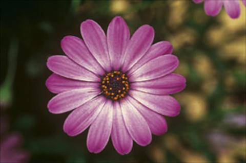 Photos von Blumenvarianten benutzt als: Beet- / Rabattenpflanze Osteospermum FlowerPower® sel® Lavander Pink