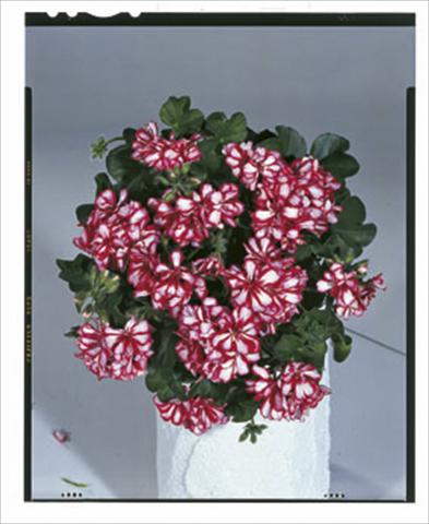 Photos von Blumenvarianten benutzt als: Ampel/Topf Pelargonium peltatum Royal Candy Cane