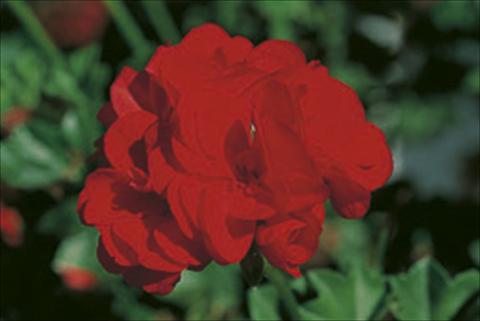Photos von Blumenvarianten benutzt als: Ampel/Topf Pelargonium peltatum Royal Fire