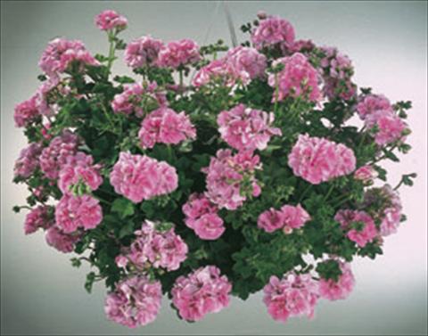 Photos von Blumenvarianten benutzt als: Ampel/Topf Pelargonium peltatum  Royal Light Pink