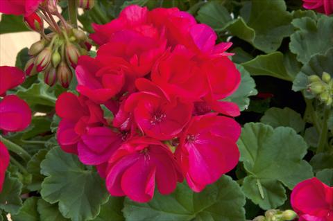 Photos von Blumenvarianten benutzt als: Beet- / Rabattenpflanze Pelargonium zonale Sunrise® Arcona 2000