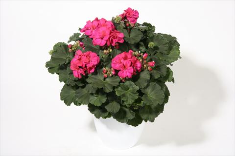 Photos von Blumenvarianten benutzt als: Beet- / Rabattenpflanze Pelargonium zonale Moonlight® Emotion